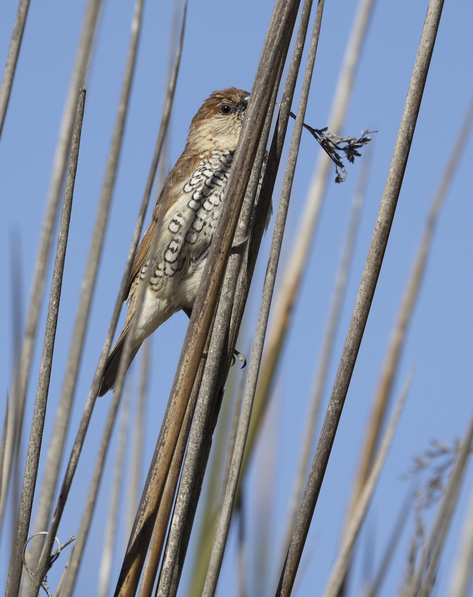 Scaly-breasted Munia - ML646554578