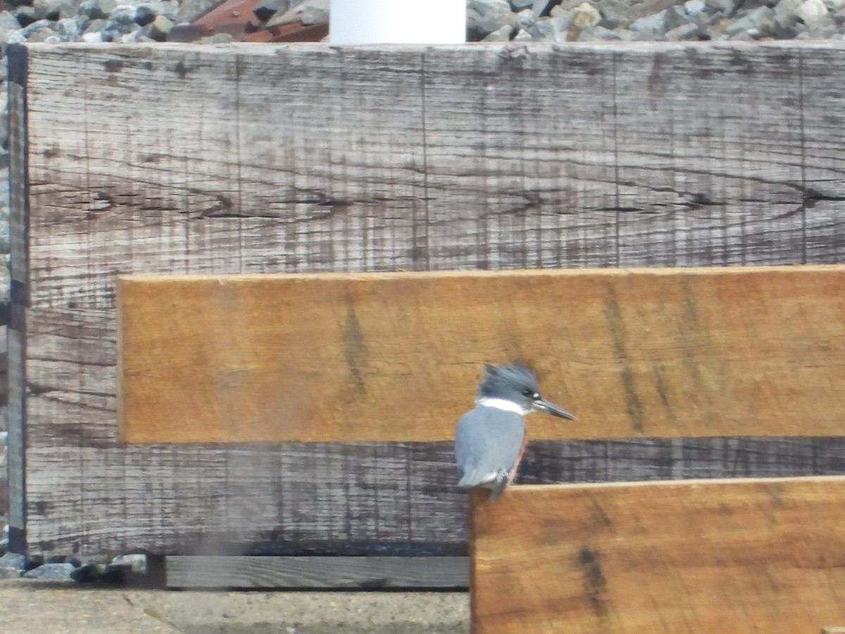 rybařík pruhoprsý - ML646554580