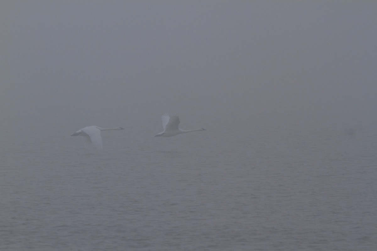 Tundra Swan - ML646554583