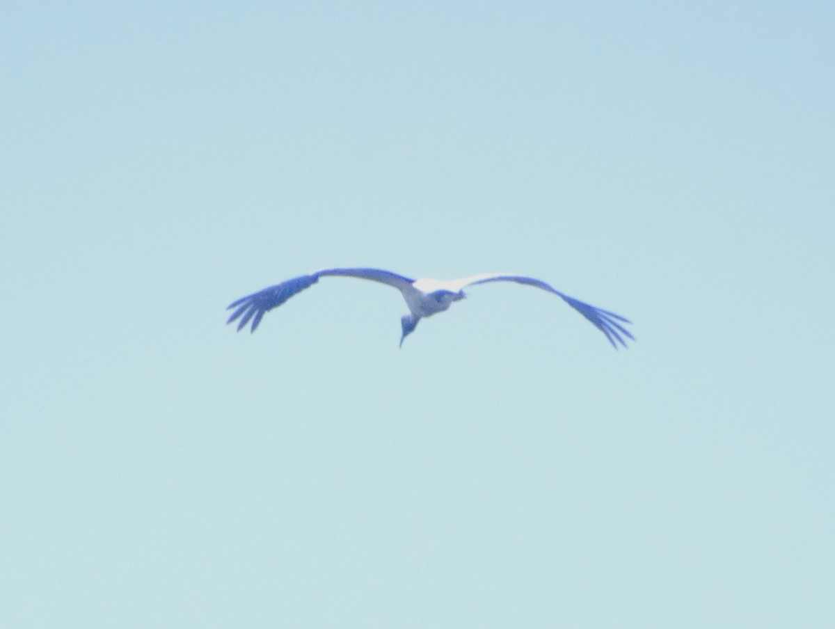 amerikastork - ML646554584