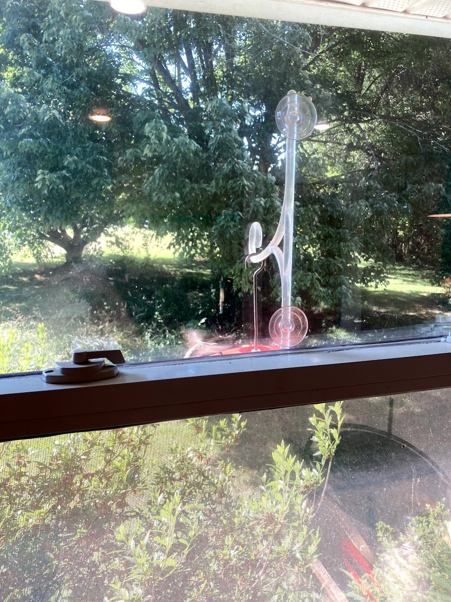 rubinstrupekolibri - ML646554585