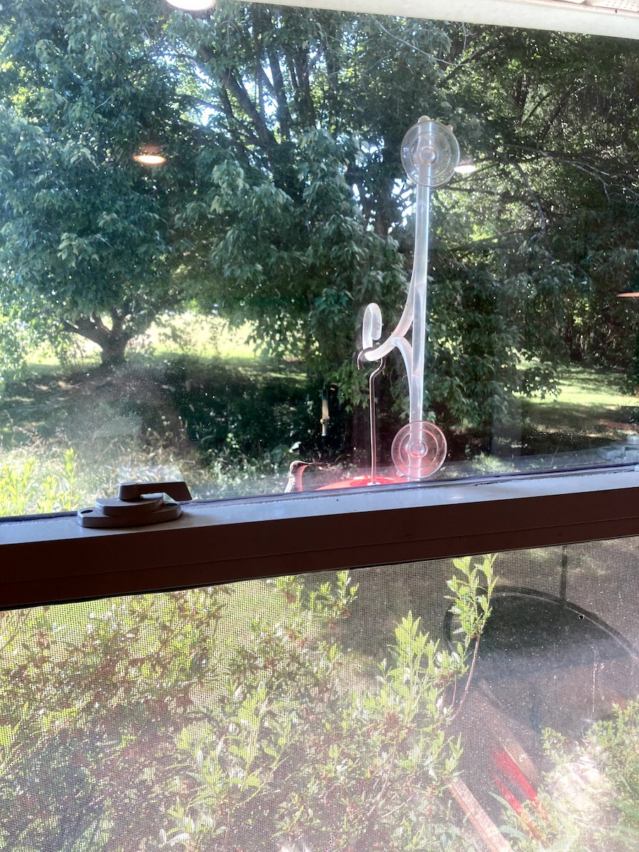 rubinstrupekolibri - ML646554586