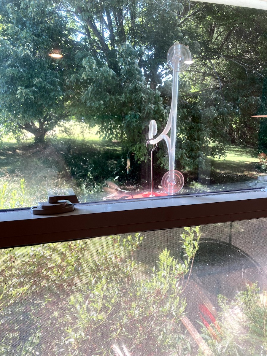 rubinstrupekolibri - ML646554587