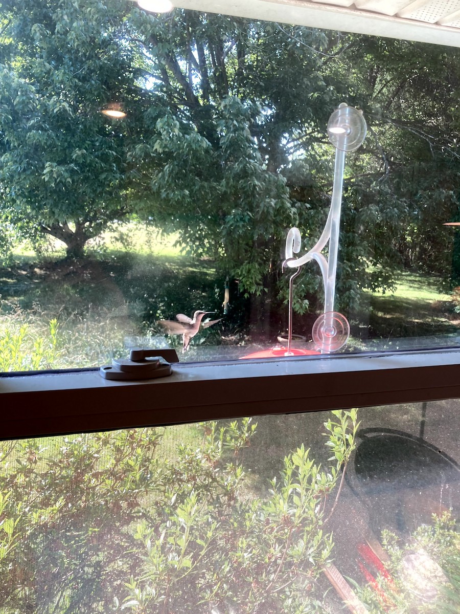 rubinstrupekolibri - ML646554588