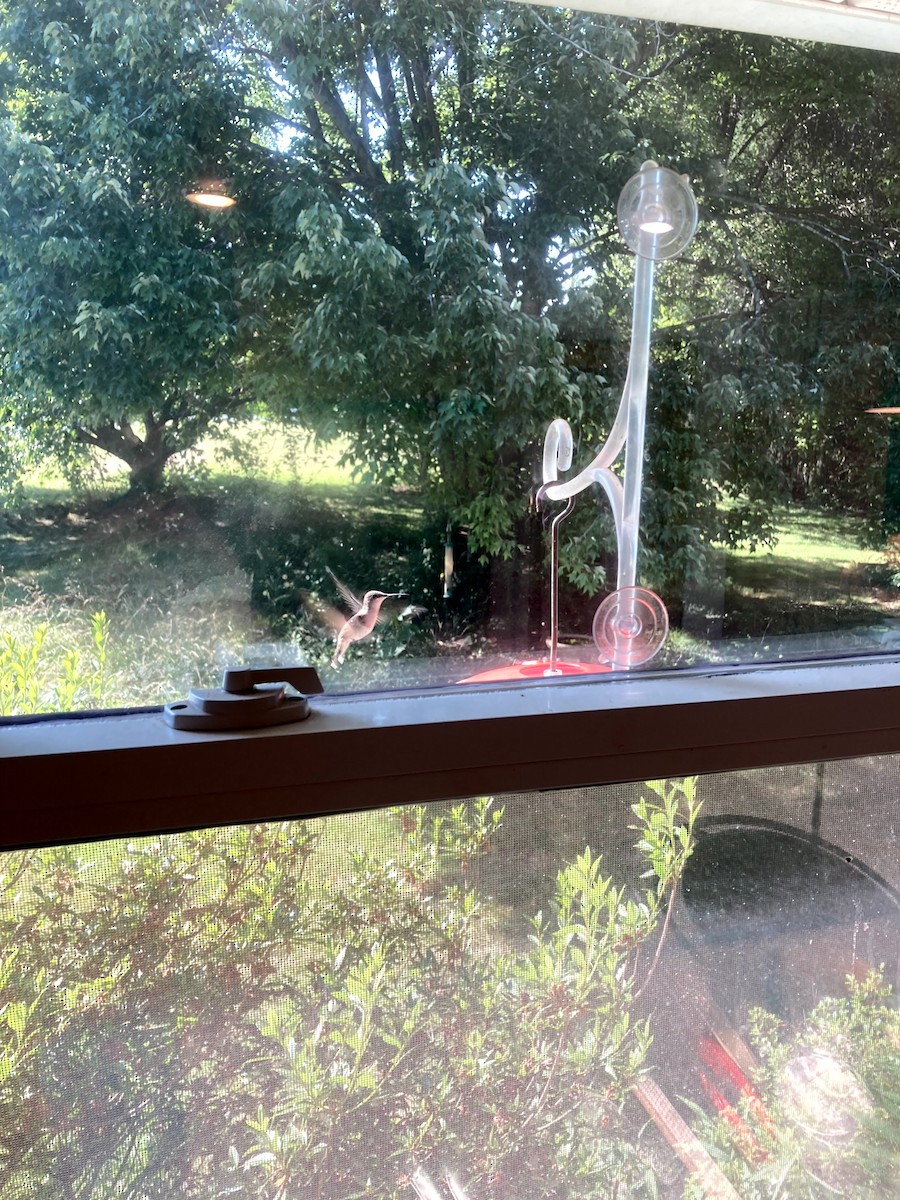 rubinstrupekolibri - ML646554589