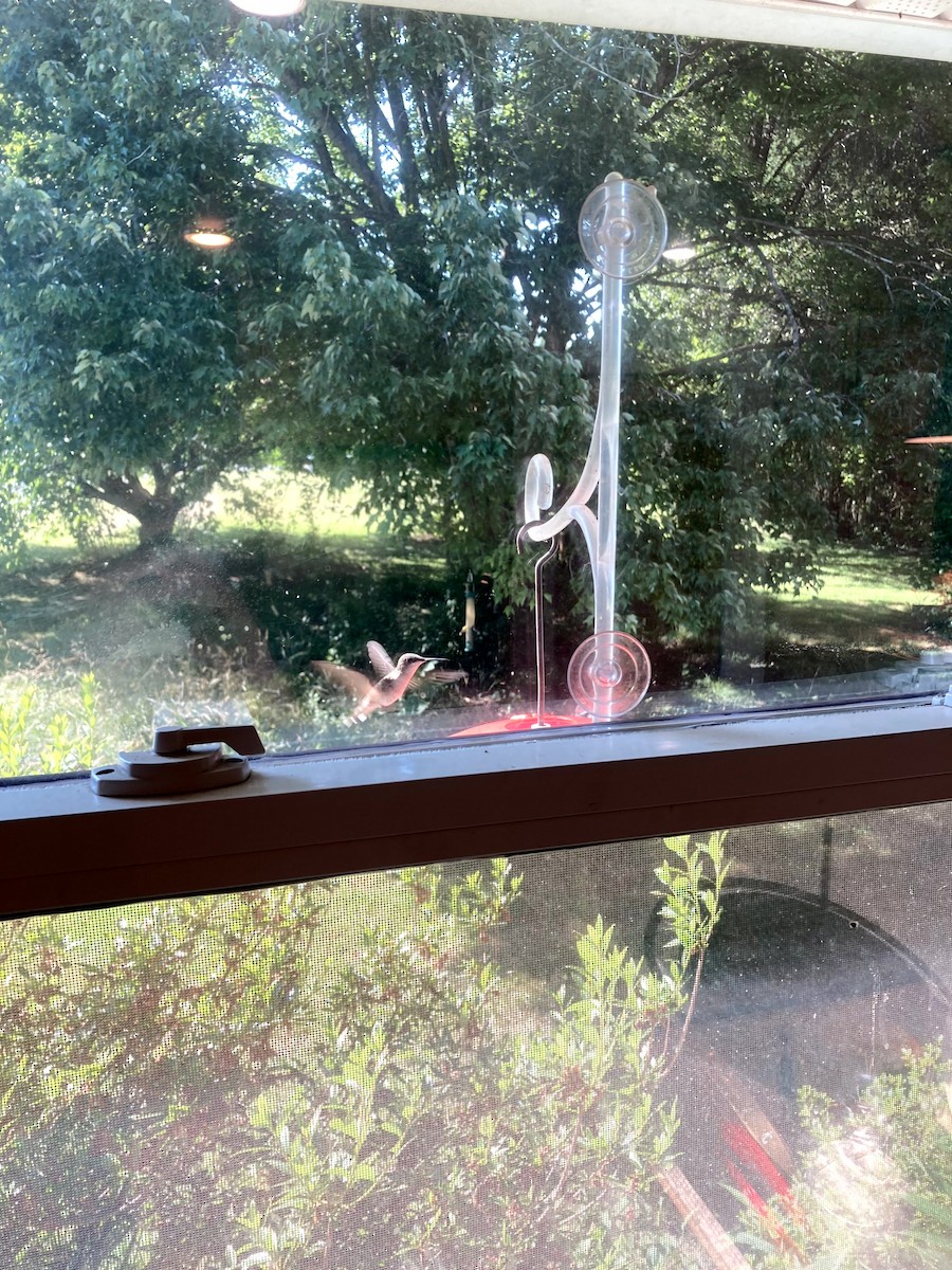 rubinstrupekolibri - ML646554590