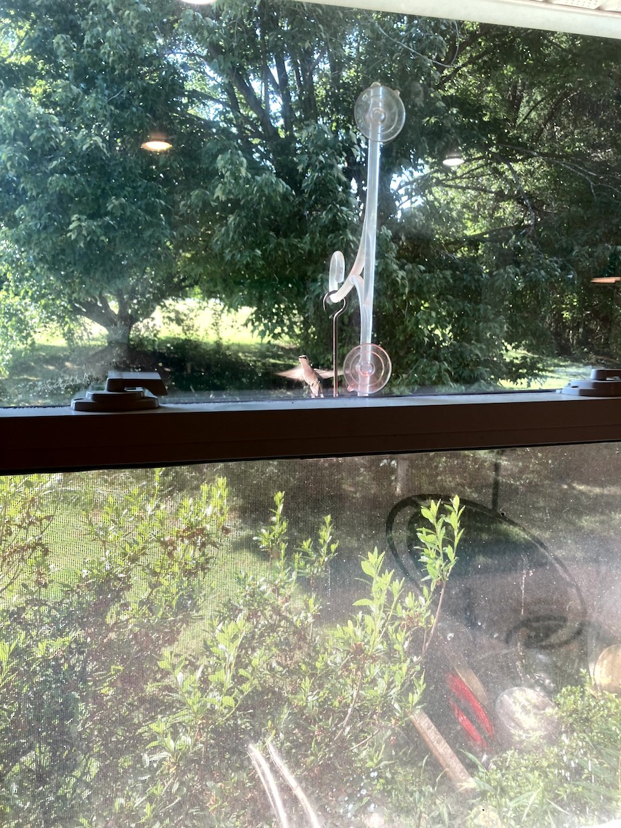 rubinstrupekolibri - ML646554591