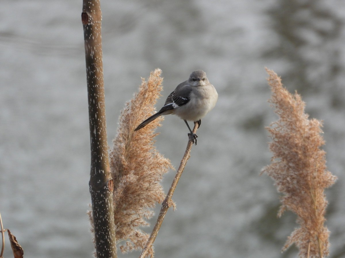 drozdec mnohohlasý - ML646554592