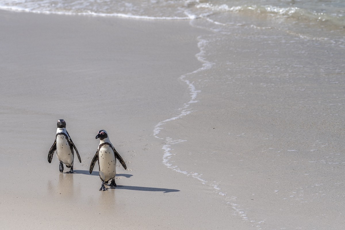 African Penguin - ML646554593