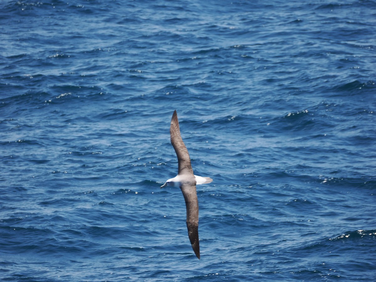 Albatros Cauto - ML646554594