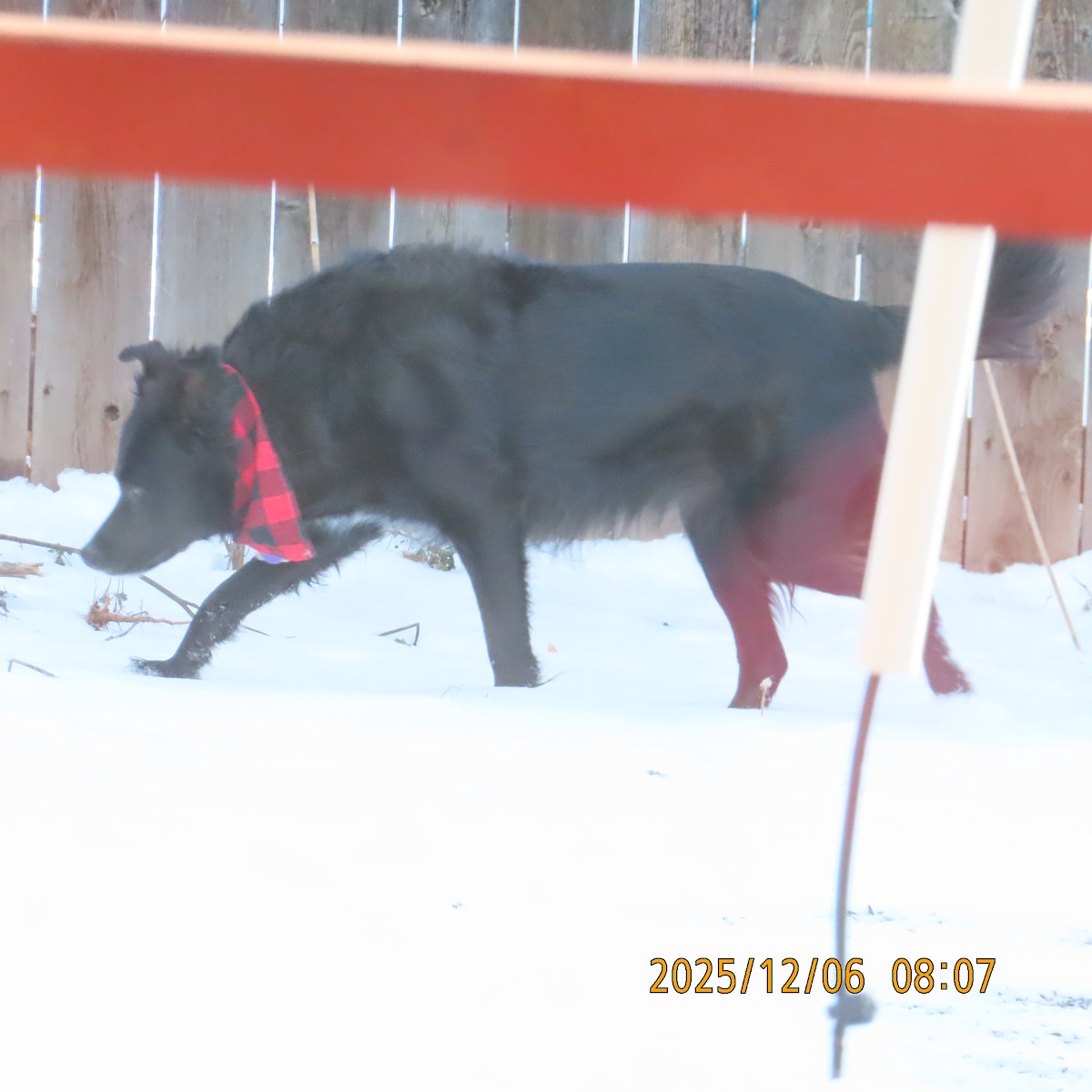 Domestic Dog - ML646554600