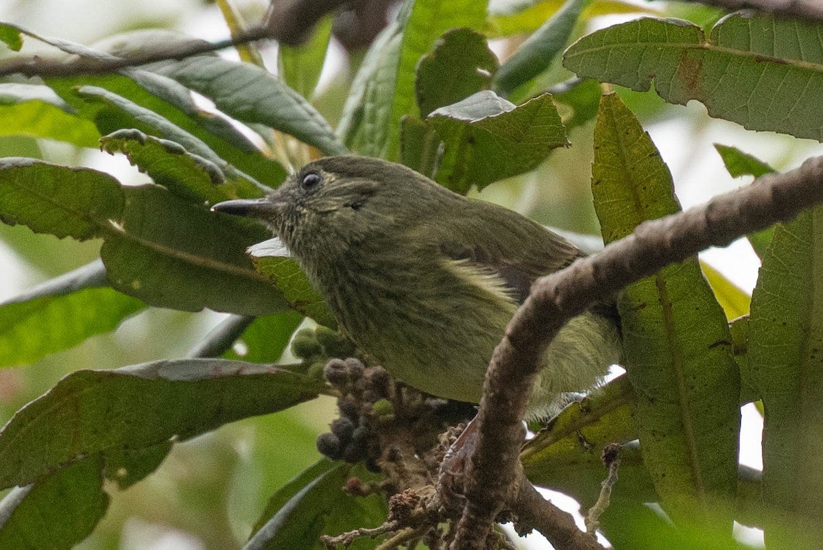 Olive-striped Flycatcher - ML646554601