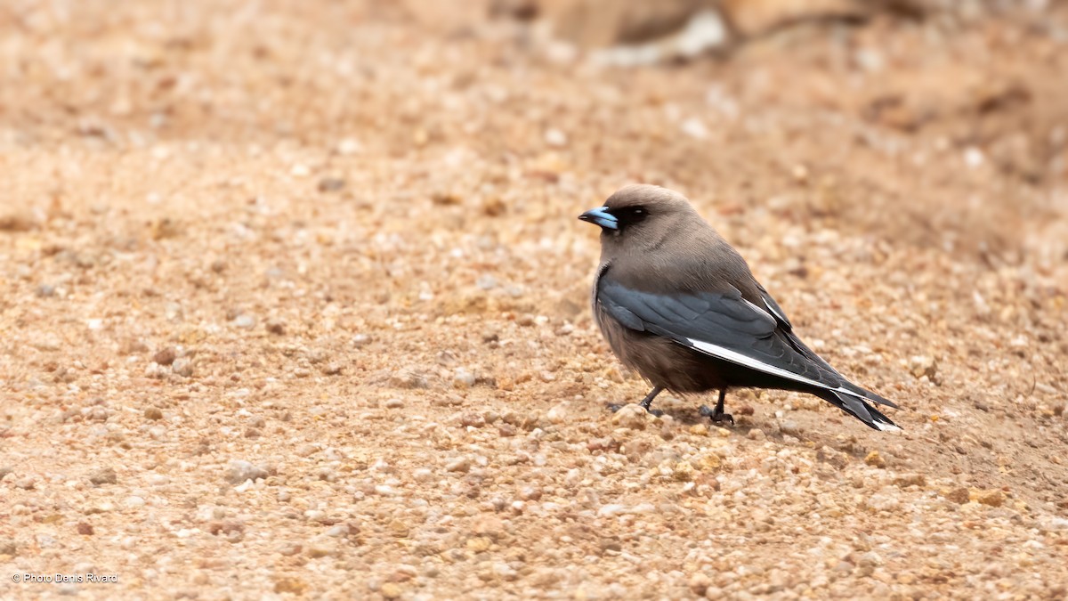ウスズミモリツバメ - ML646554606