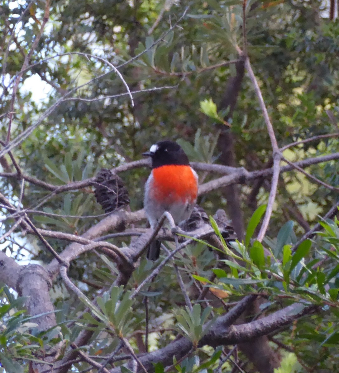 skarlagenflueskvett - ML646554607