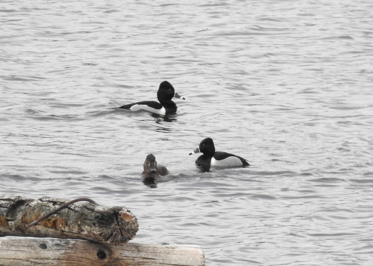 Ring-necked Duck - ML646554608