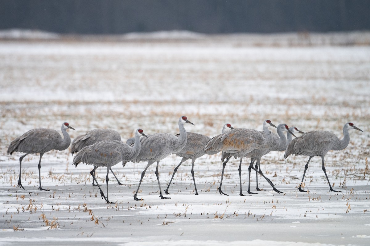 Sandhill Crane - ML646554610