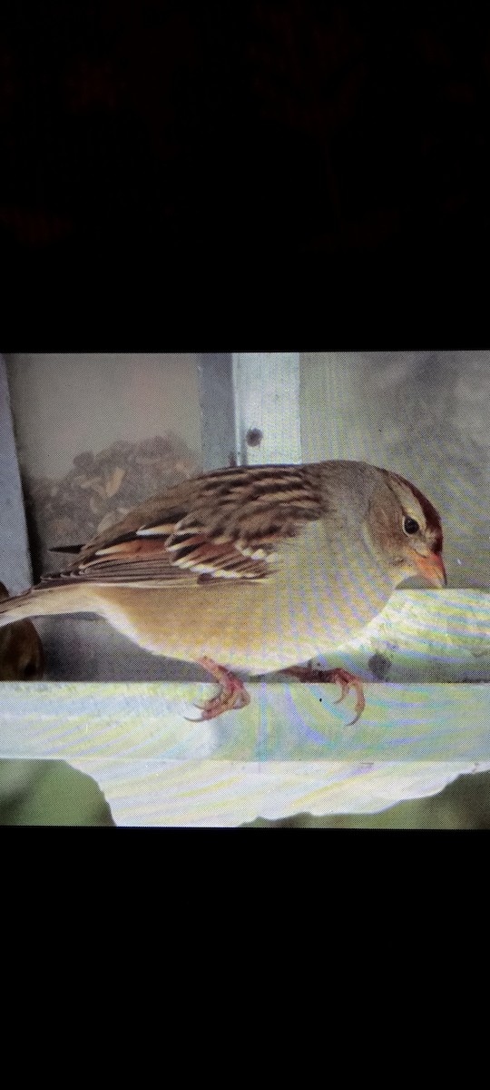 White-crowned Sparrow - ML646554612