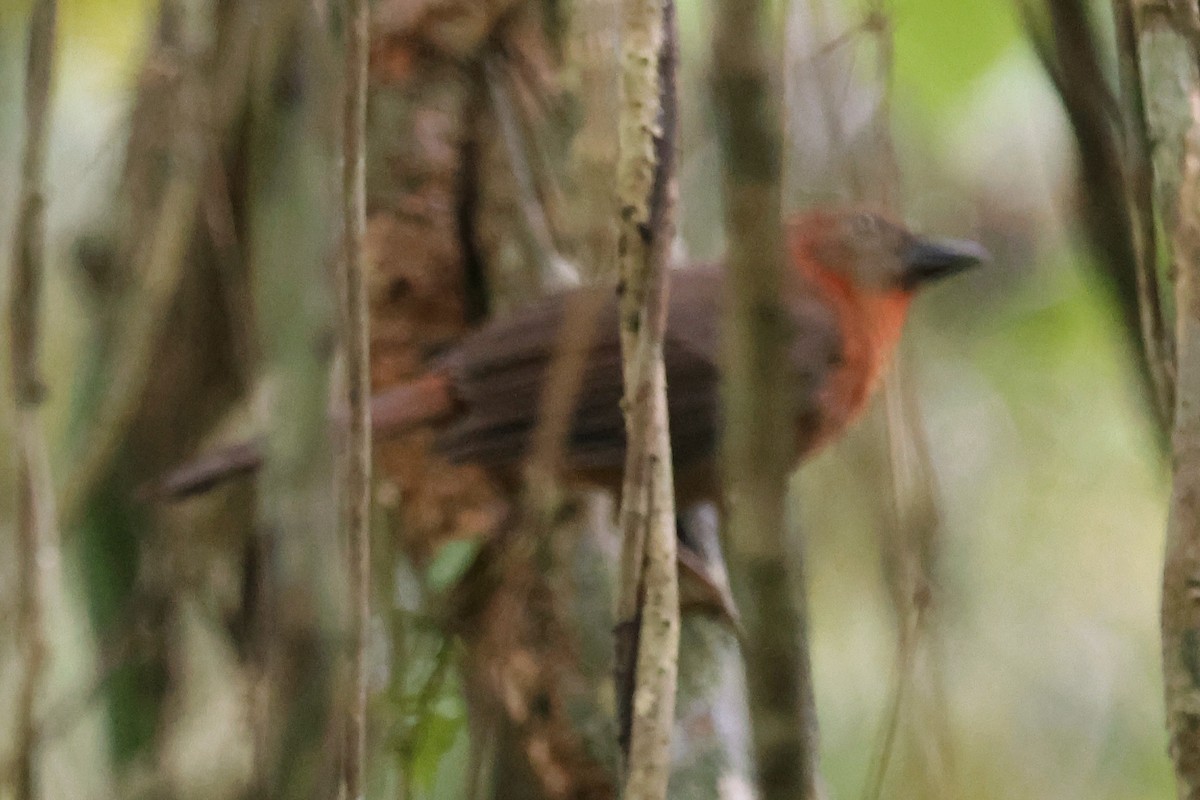 Red-throated Ant-Tanager - ML646554614