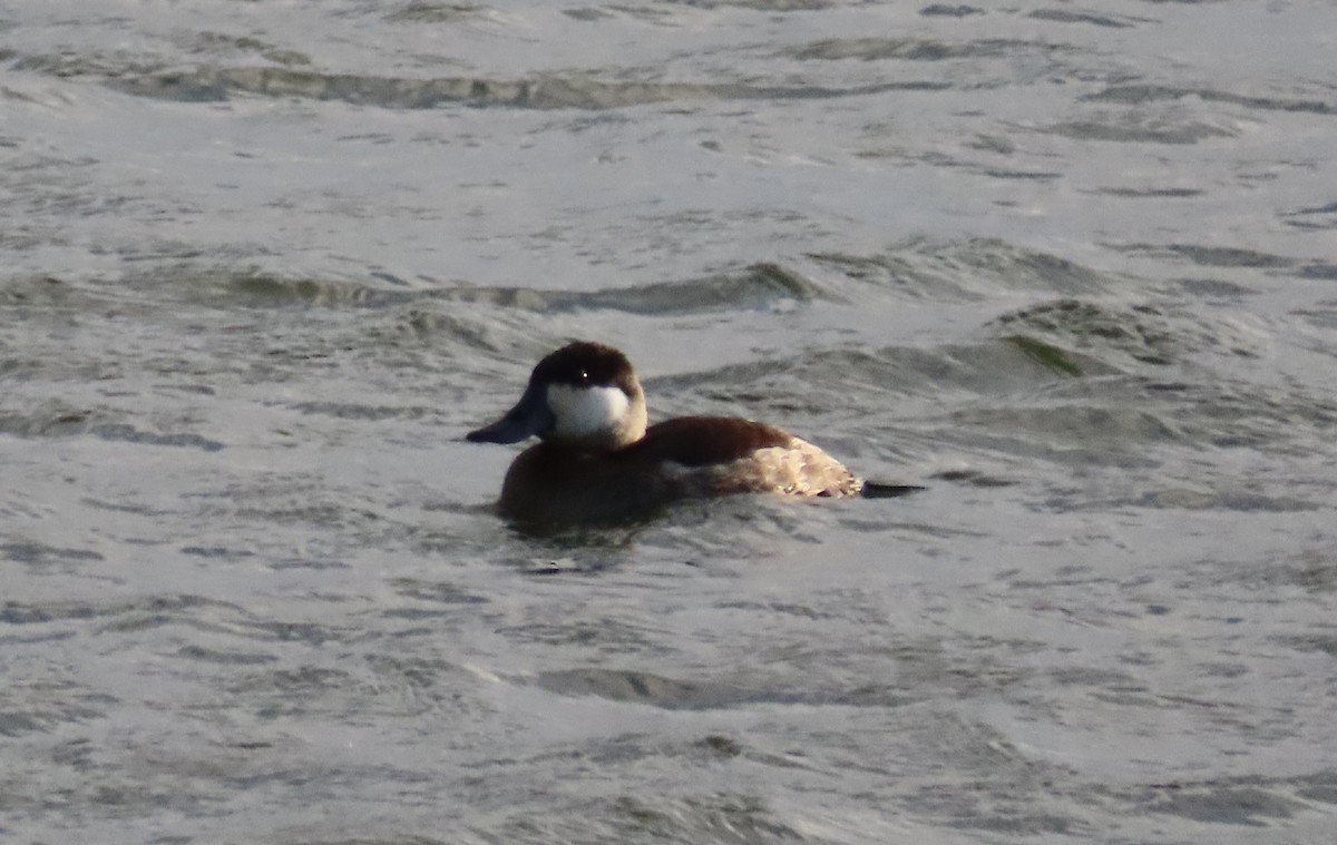 Американская савка - ML646554621