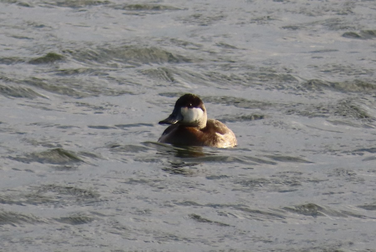 Американская савка - ML646554622