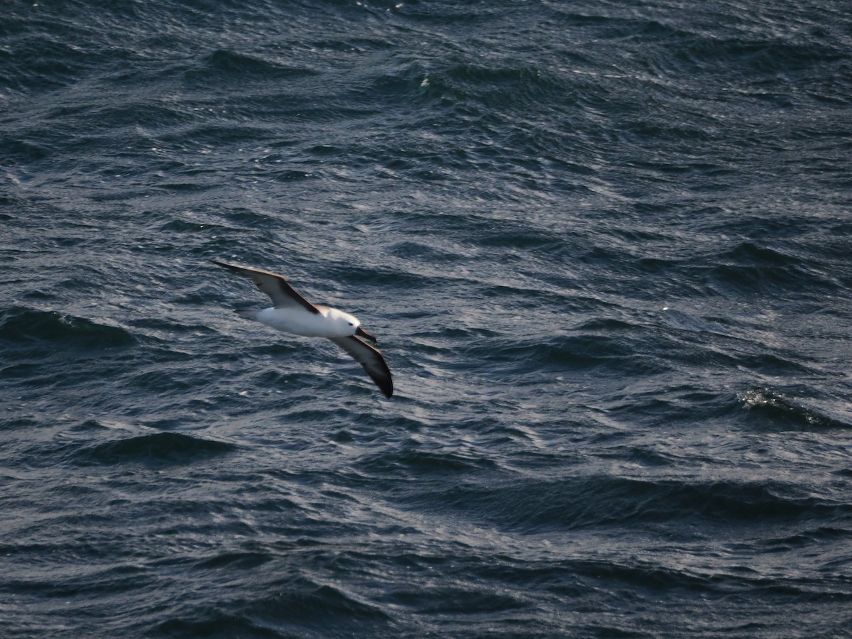 Albatros Picofino Pacífico - ML646554627