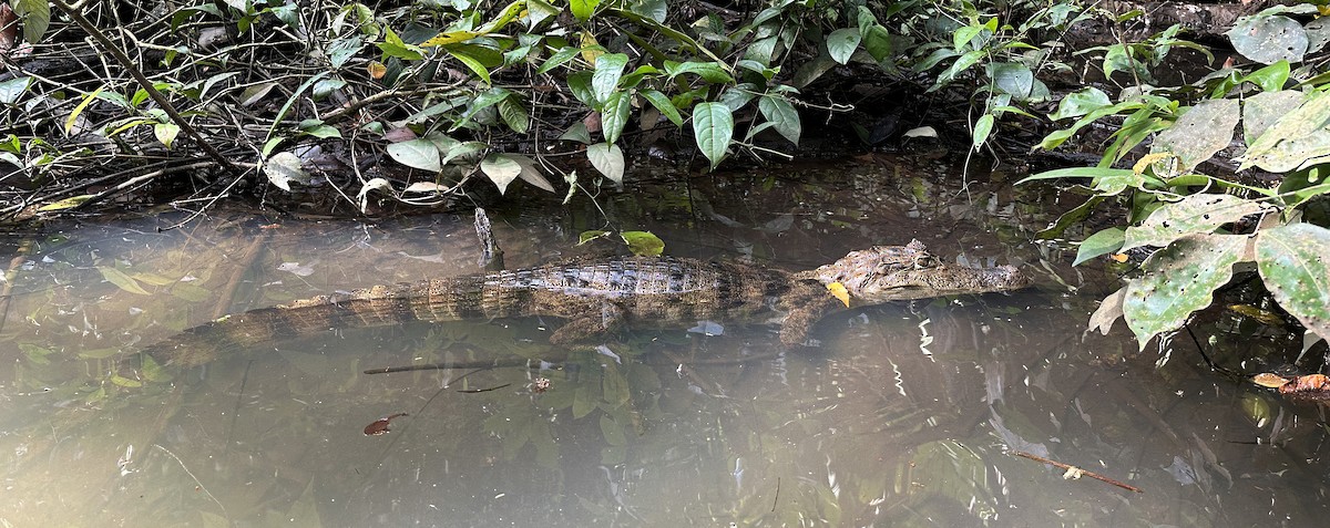 Spectacled Caiman - ML646554630