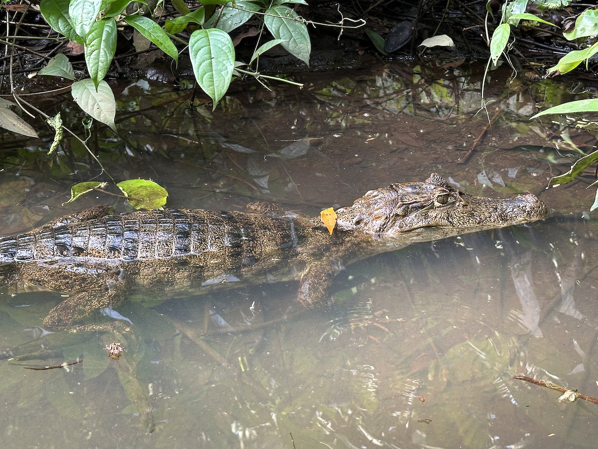 Spectacled Caiman - ML646554631