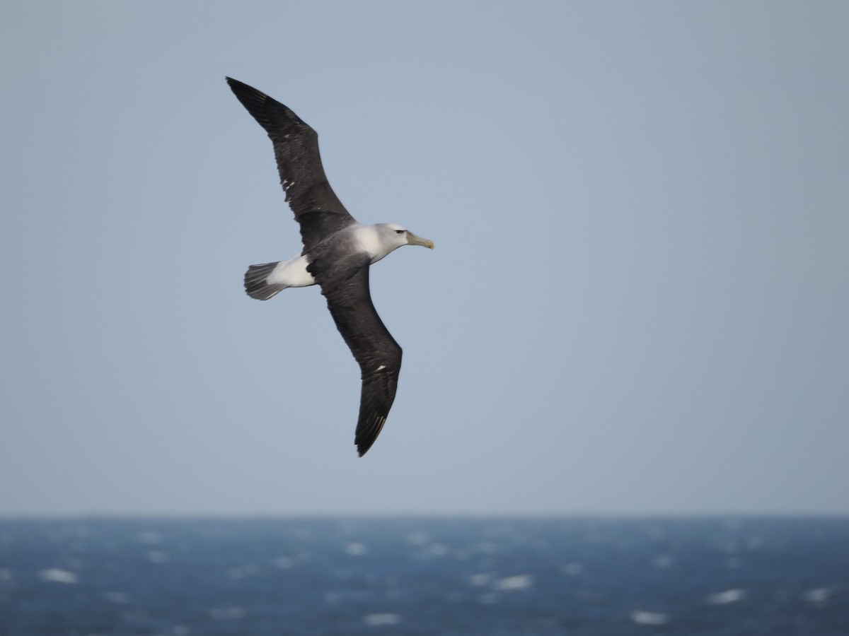 White-capped Albatross - ML646554637
