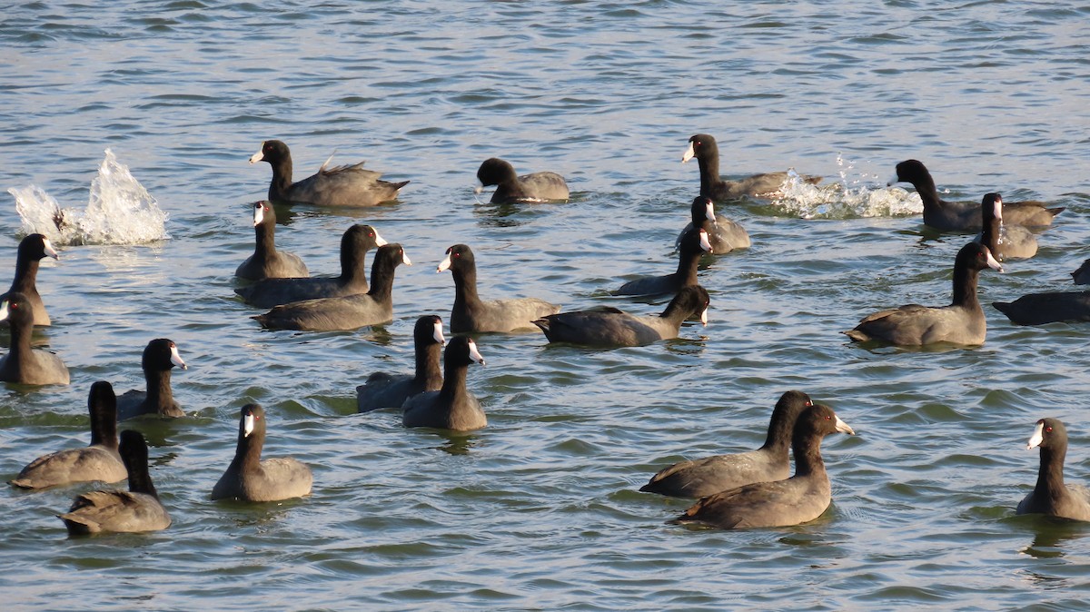 American Coot - ML646554639