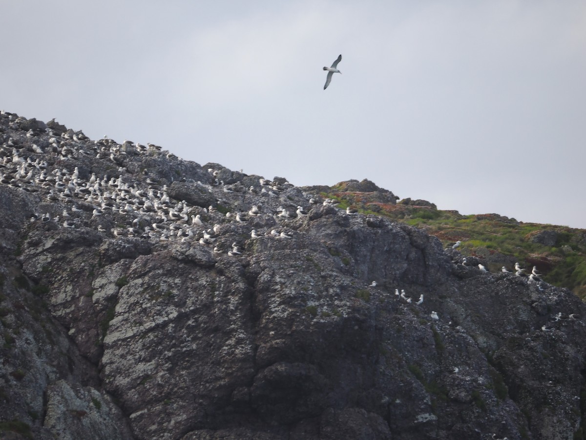 White-capped Albatross - ML646554640