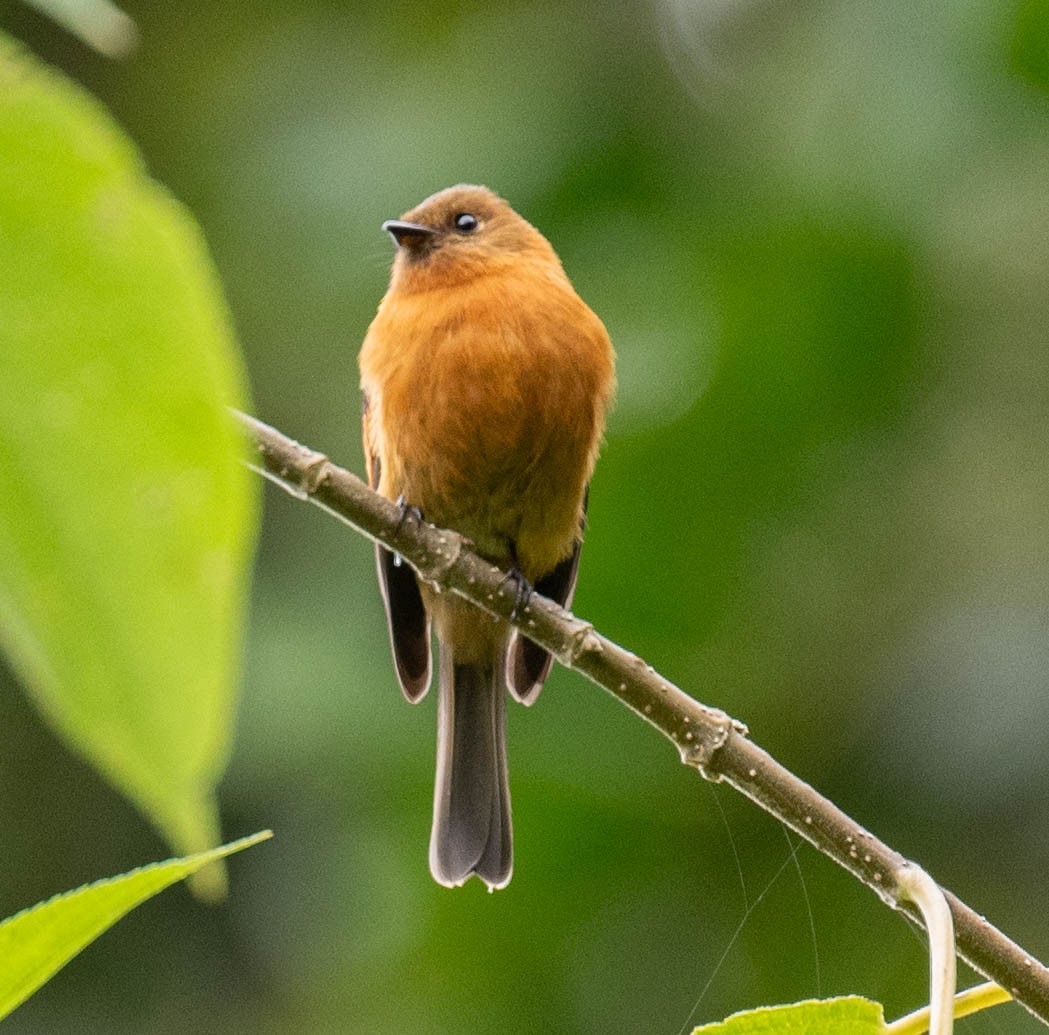 Cinnamon Flycatcher - ML646554641