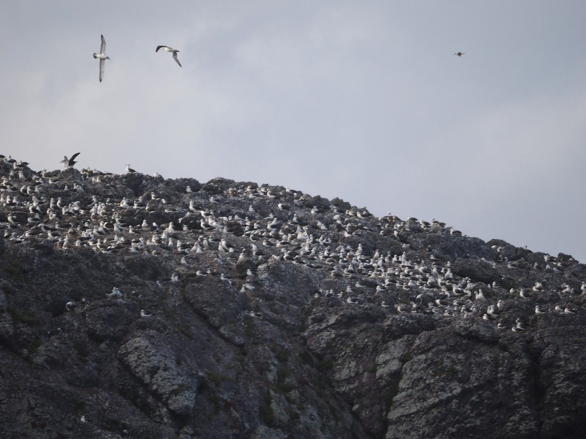 White-capped Albatross - ML646554643