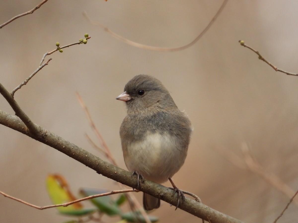 Dark-eyed Junco - ML646554644