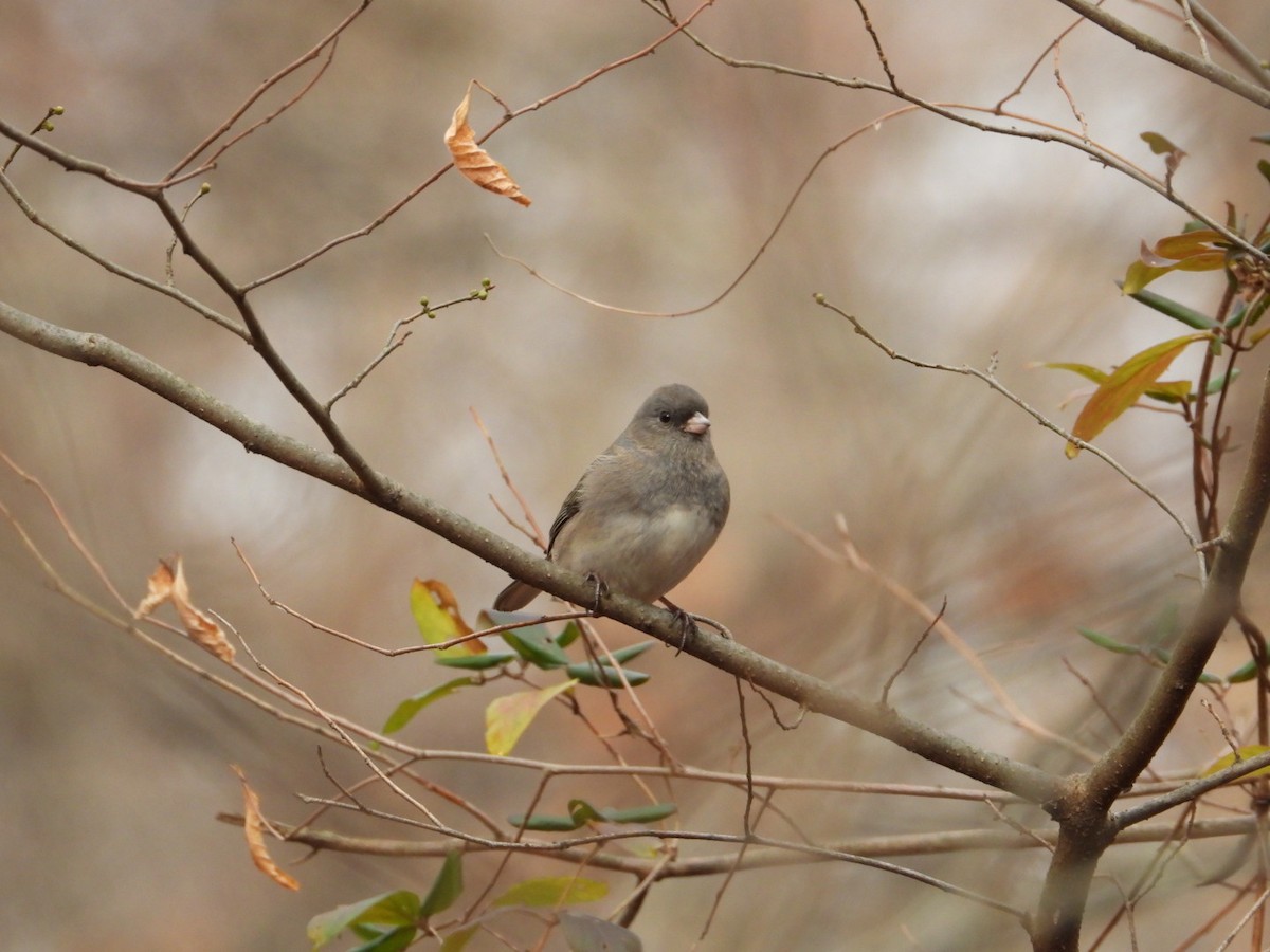 Dark-eyed Junco - ML646554645