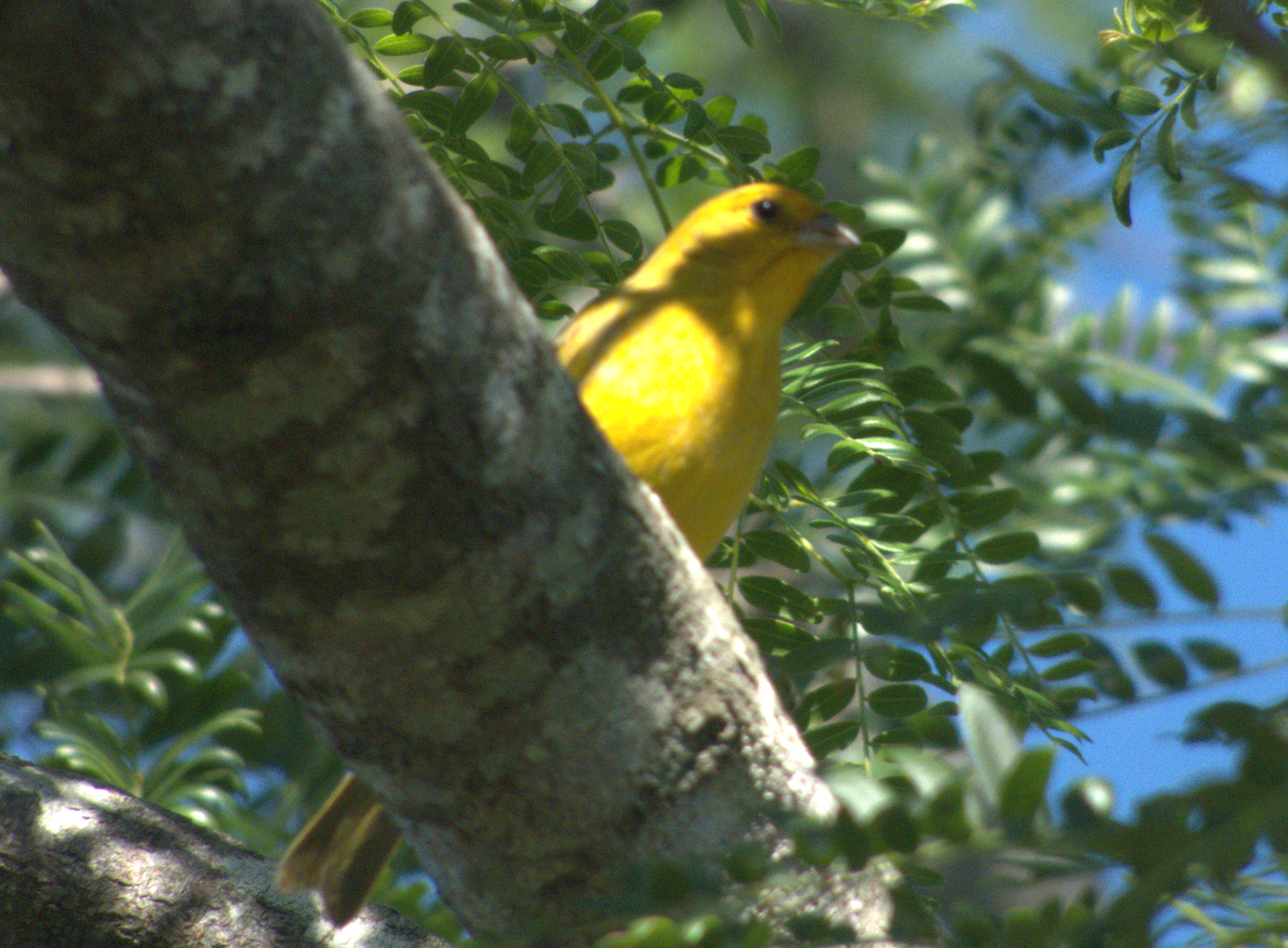 Saffron Finch - ML646554646