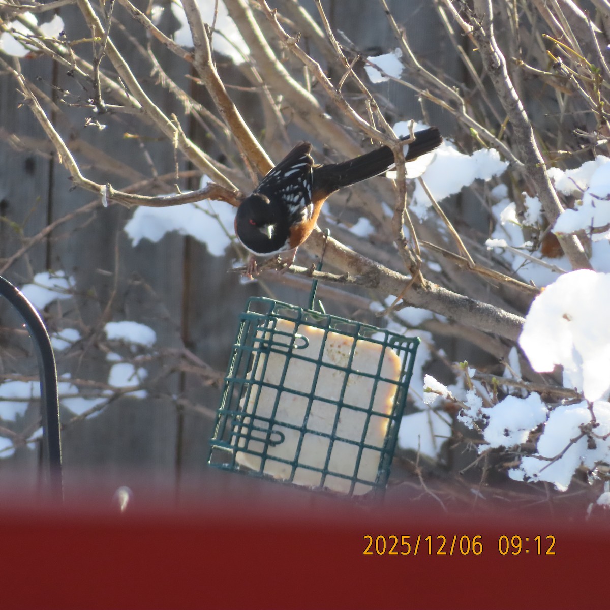 Spotted Towhee - ML646554647
