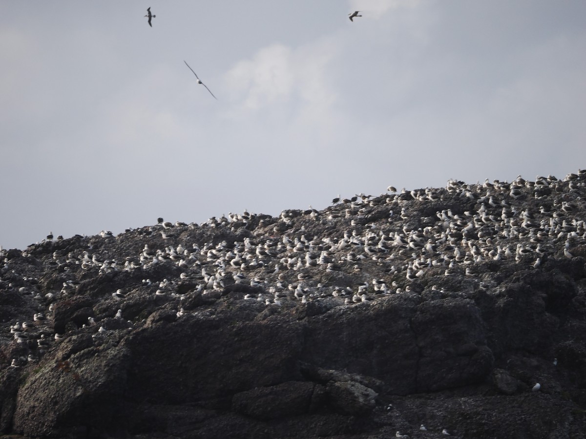 White-capped Albatross - ML646554648