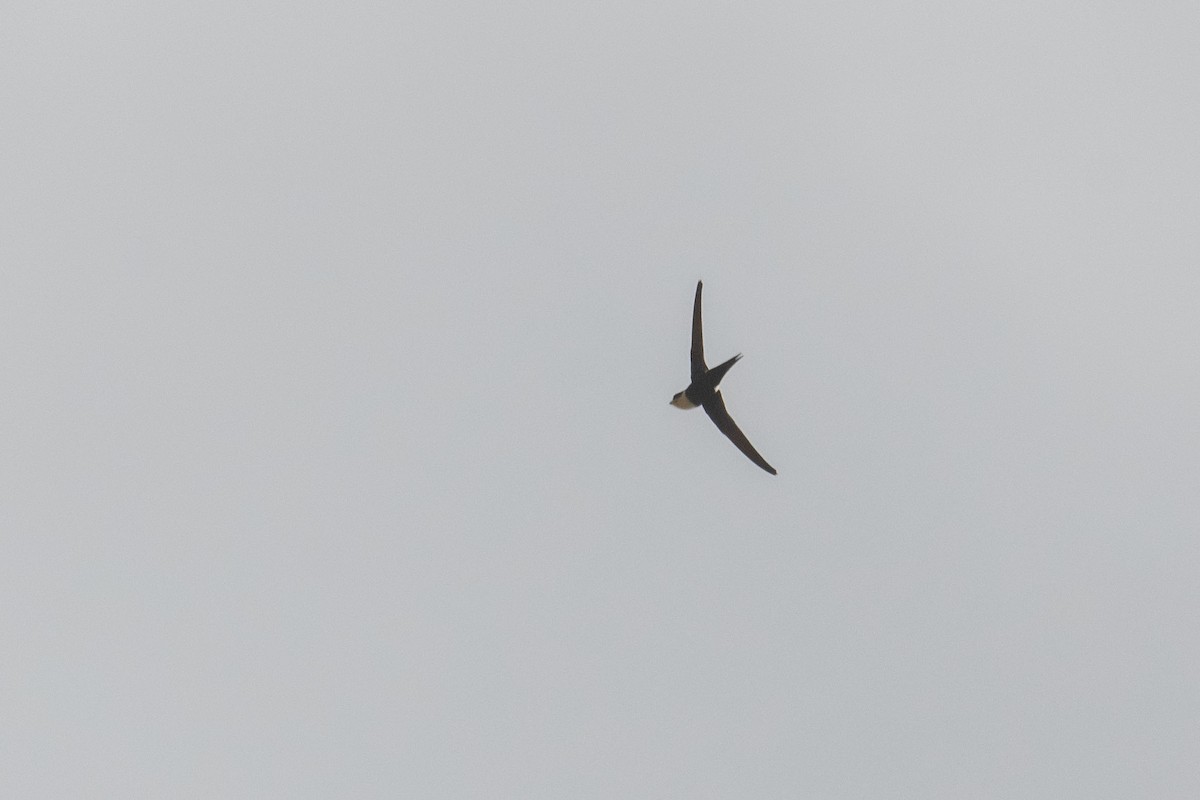 Lesser Swallow-tailed Swift - ML646554651