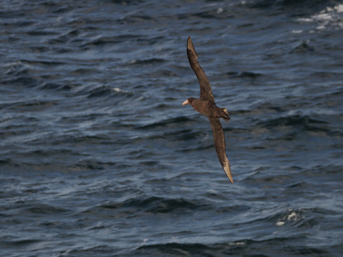 Abanto Marino Subantártico - ML646554652