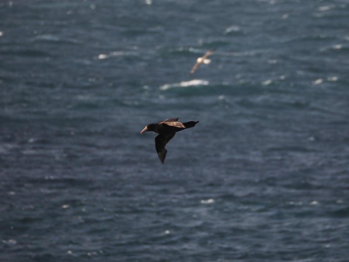 Abanto Marino Subantártico - ML646554654