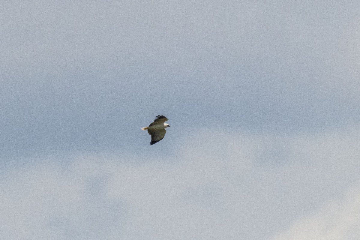 Канюк сизокрилий - ML646554658