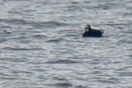 Surf Scoter - ML646554659