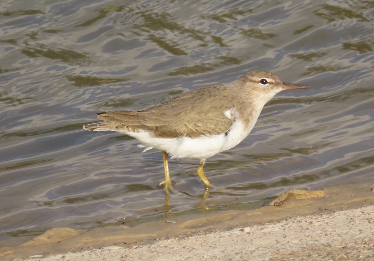 Spotted Sandpiper - ML646554661