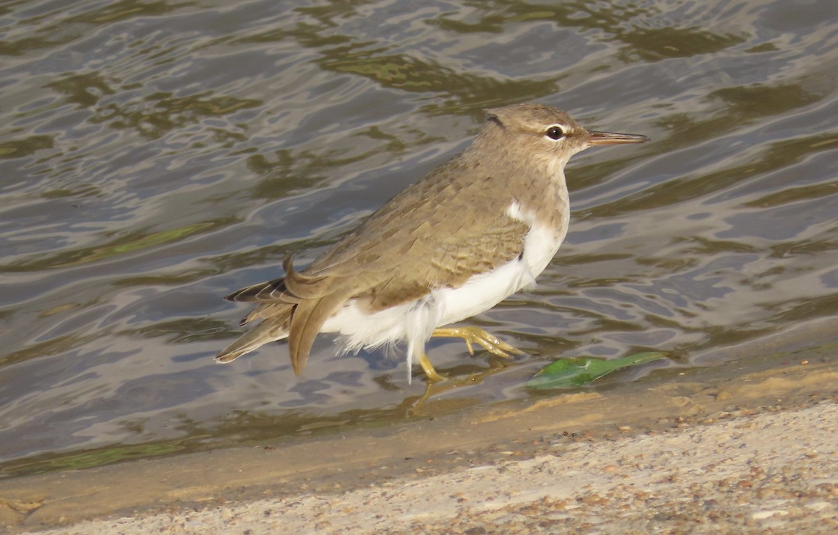 Spotted Sandpiper - ML646554662