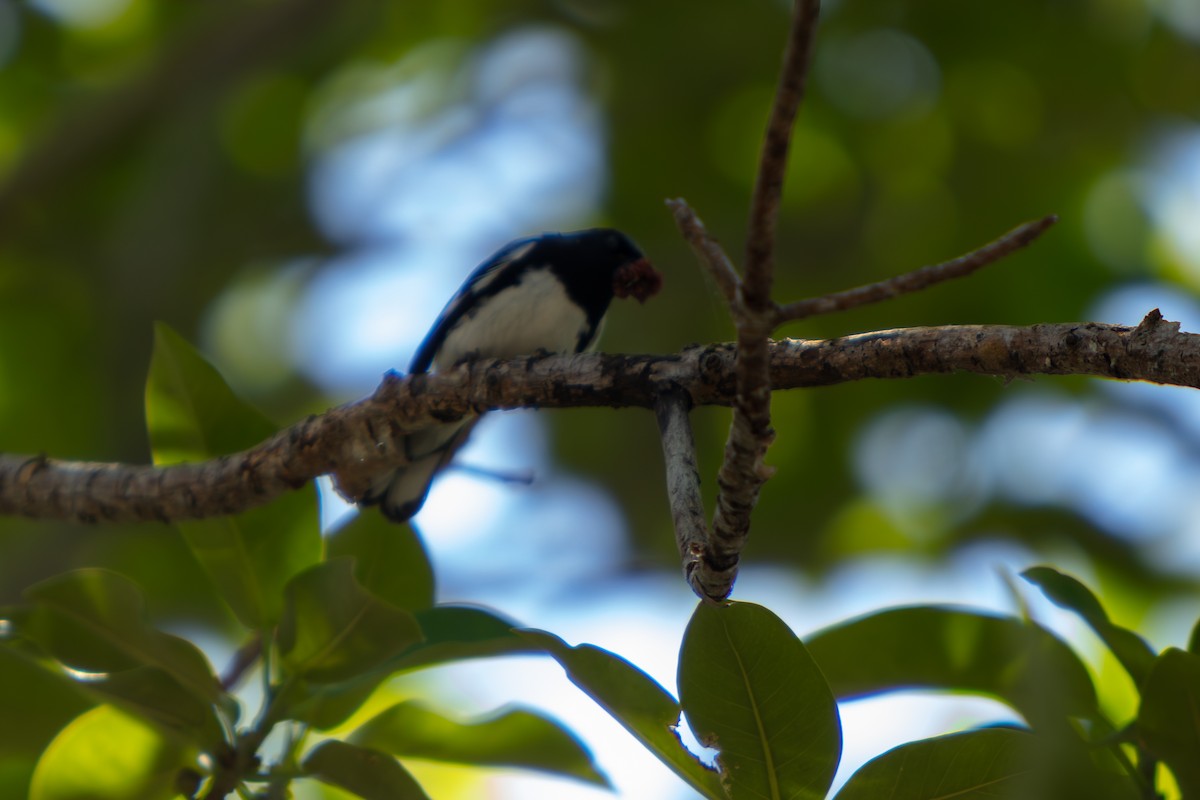Black-throated Blue Warbler - ML646554663
