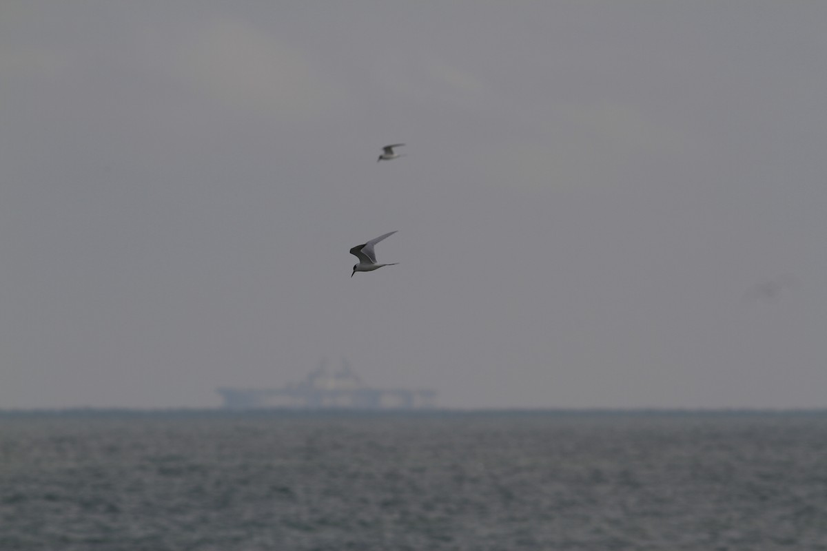 Forster's Tern - ML646554664
