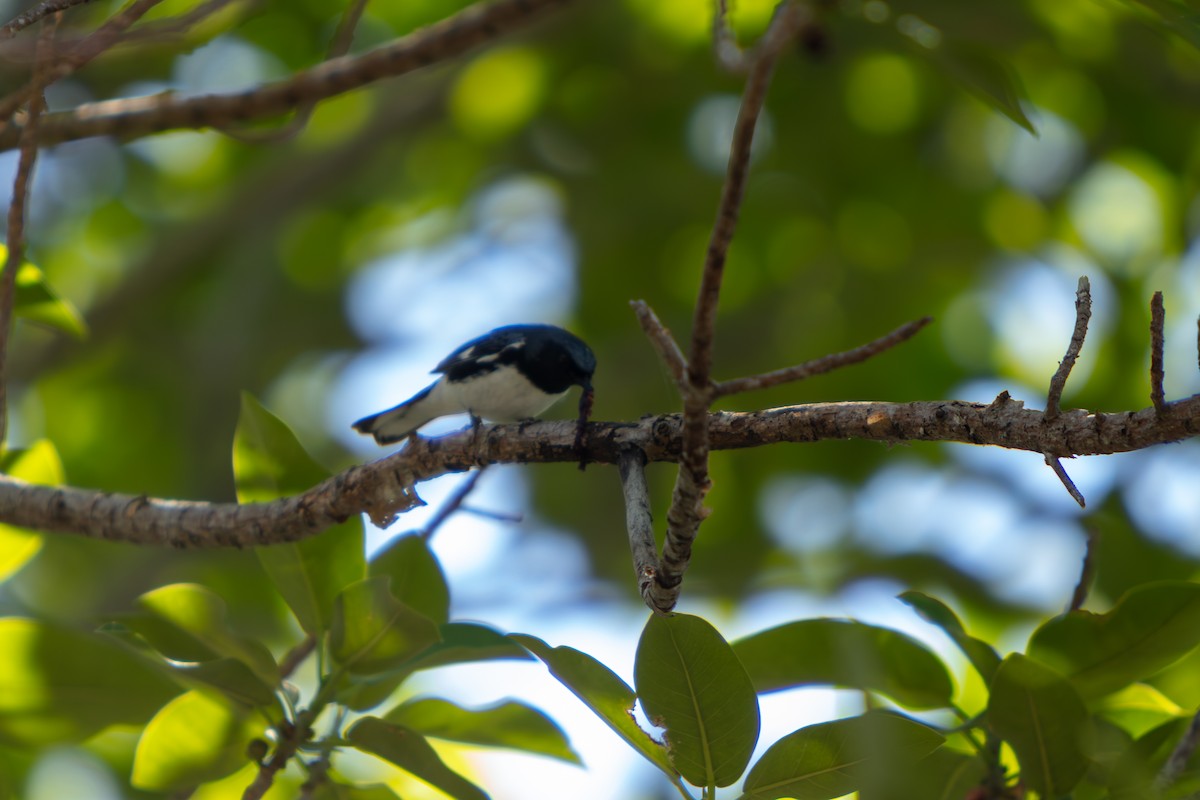 Black-throated Blue Warbler - ML646554665