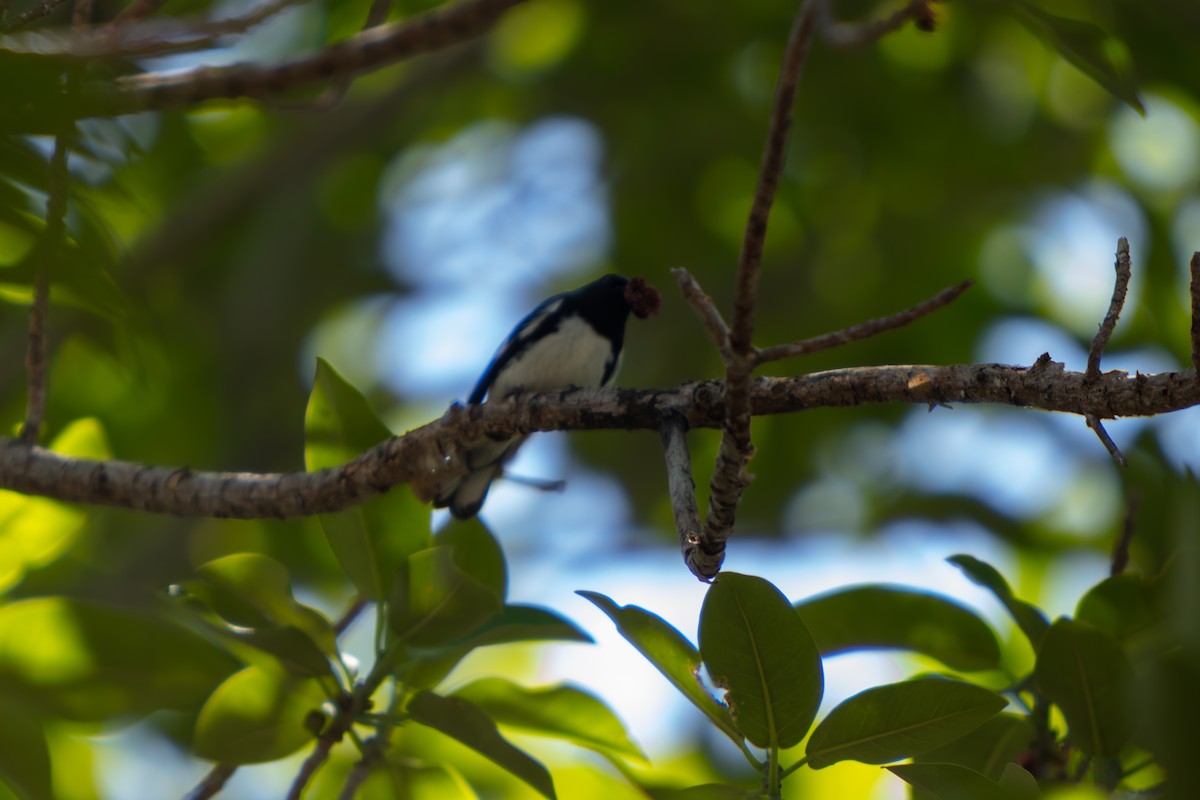 Black-throated Blue Warbler - ML646554666