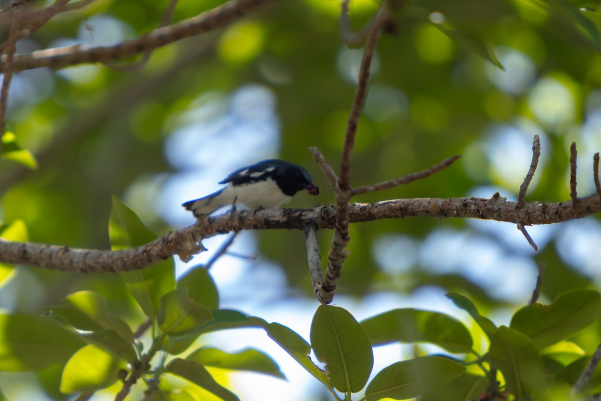 Black-throated Blue Warbler - ML646554667