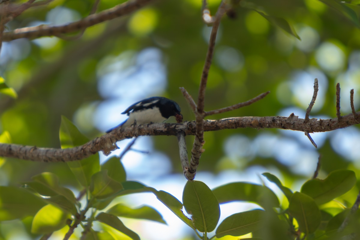 Black-throated Blue Warbler - ML646554668